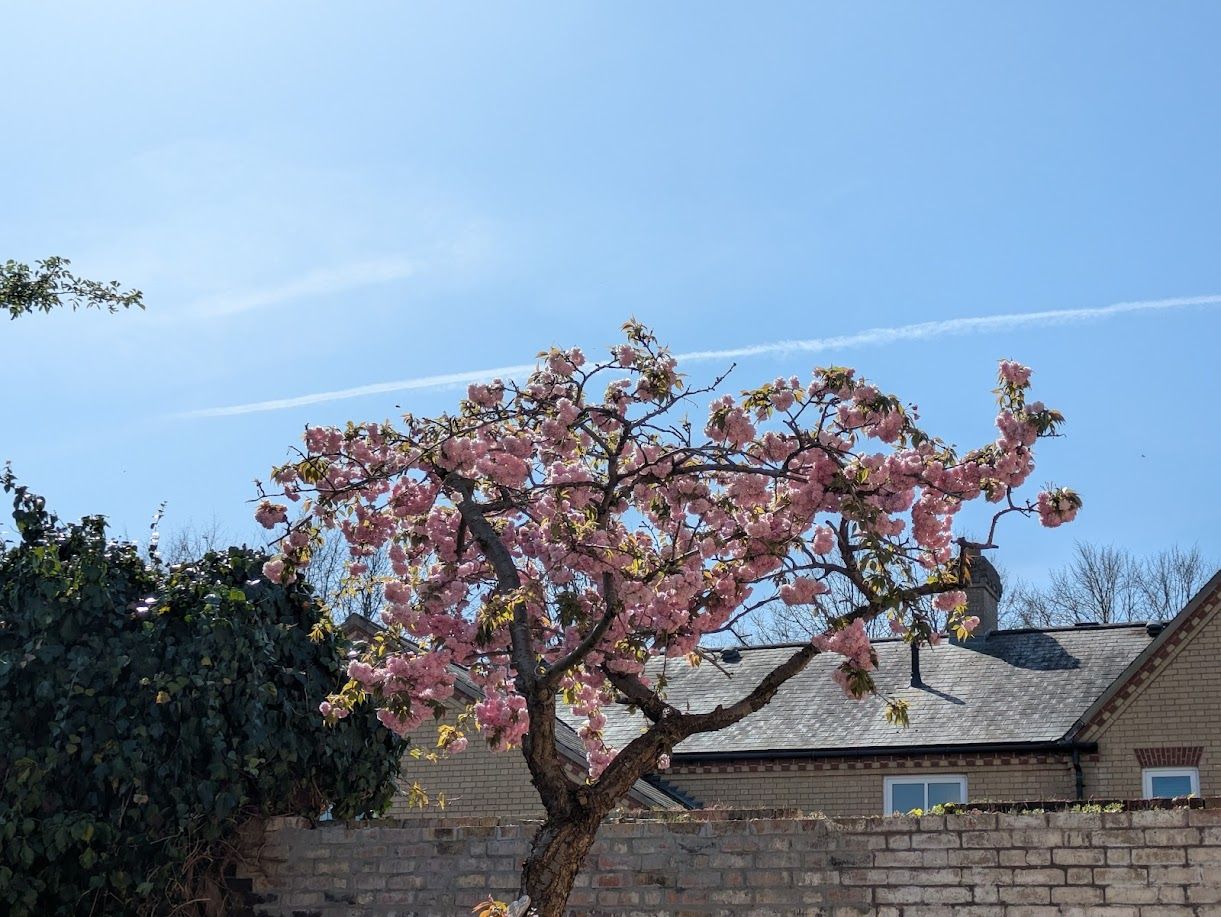 A cherry blossom tree in full pink bloom against a clear blue sky, framed against a brick wall and tiled roof