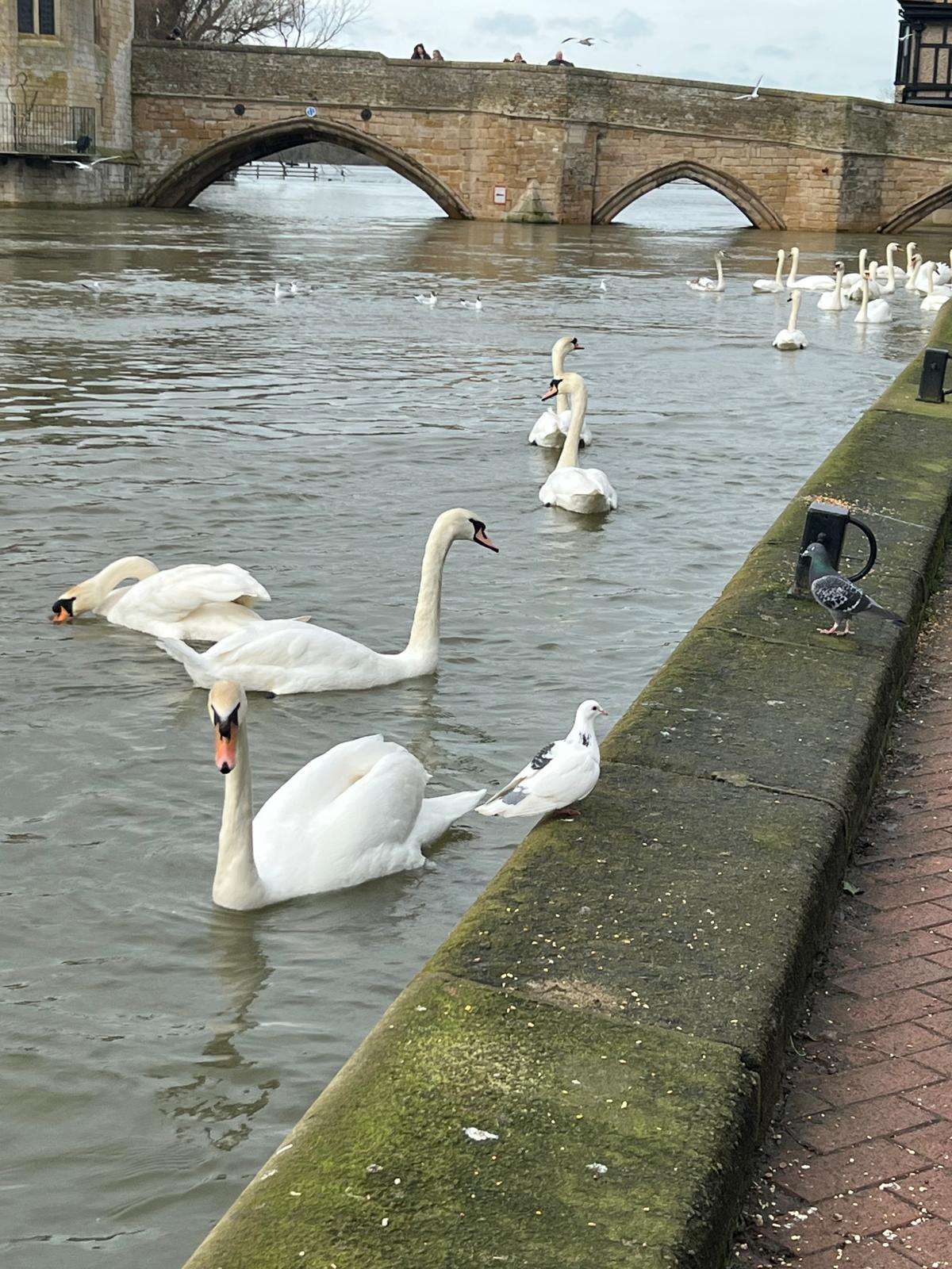 St Ives — Cambridgeshire market town with its iconic bridge chapel